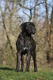 CANE CORSO 1418